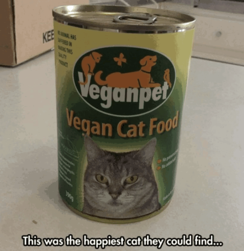 kee-animal-has-making-this-veganpet-vegan-cat-food-3909-no-pres-this-happiest-cat-they-could-find