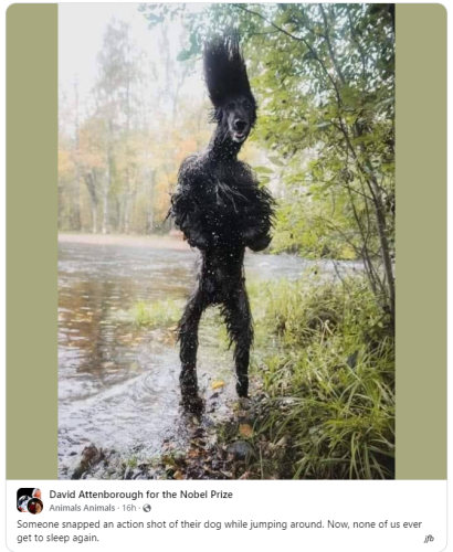scary dog