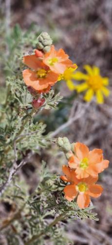 17:52:29 GMT-0500 (CDT)