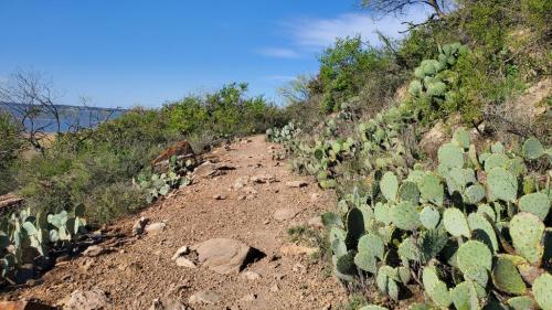 Cactus trail