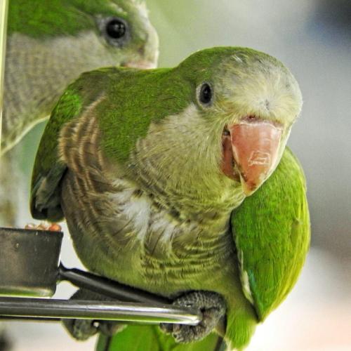 Monk parakeets