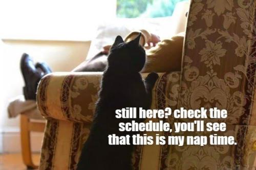 still-here-check-schedule-see-this-is-my-nap-time