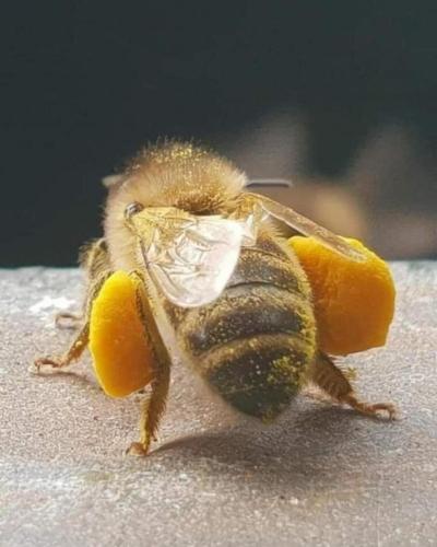 img-91b9087f