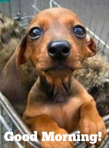 Polish_20240315_075806072