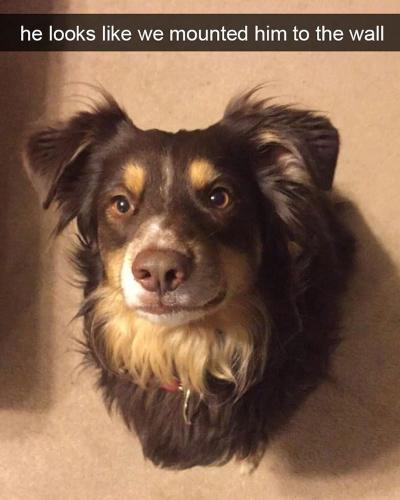 he-looks-like-mounted-him-wall