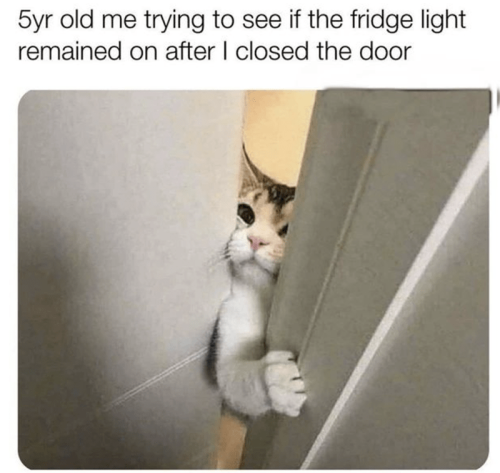cat-5yr-old-trying-see-if-fridge-light-remained-on-after-closed-door
