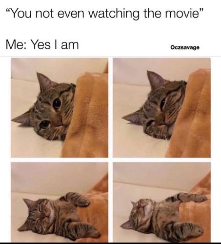 funny-meme-featuring-a-cat-lying-down-and-falling-asleep-during-a-movie