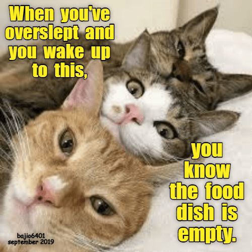 a11426c31cbe35c8499f2defb439307b