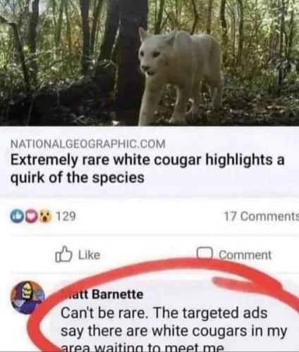 white cougers