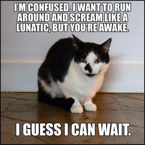 aafa4b4ba4024f1fcf54c8a5d6b64837