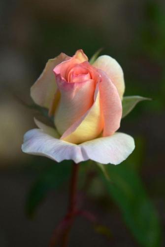 img-c45e6b60