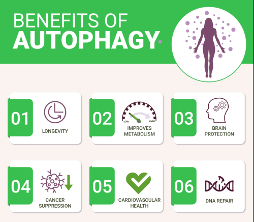 Benefits of Autophagy Intermittent Fasting