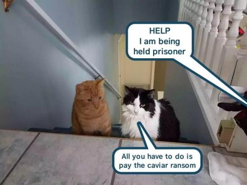 c2e4f619900c3c1ea2593c6cae5ab7a2