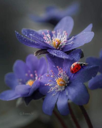 img-273552b1