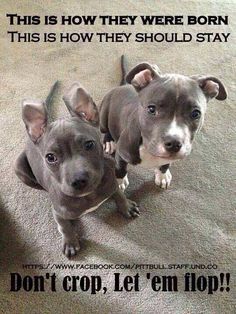 5e55cbbb92b003c94ea6985653223744--pit-bull-puppies-cute-pitbull-puppies