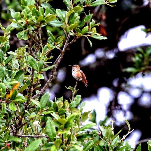 Allen hummer in the tree