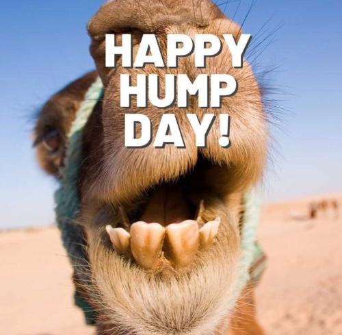 1-Hump Day