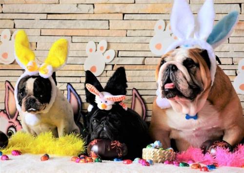 easterdogs-min