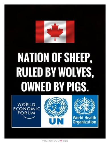 nation of sheep