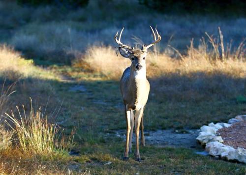 Branch stuck on antlers