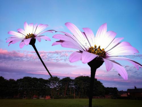 giantflowers