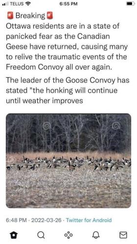 goose honking