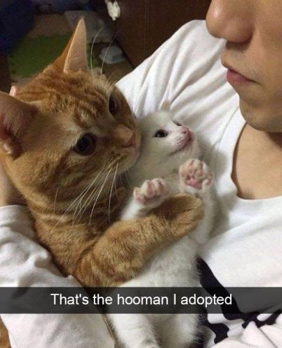 s-hooman-adopted