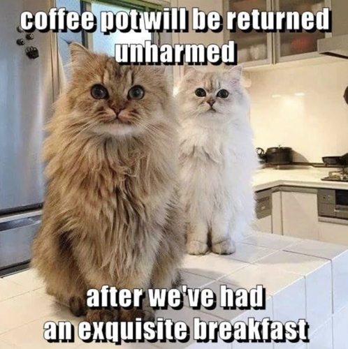 cat-coffee-pot-will-be-returned-unharmed-after-had-an-exquisite-breakfast