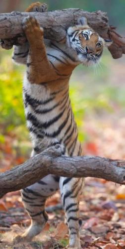 img-d2670f6b