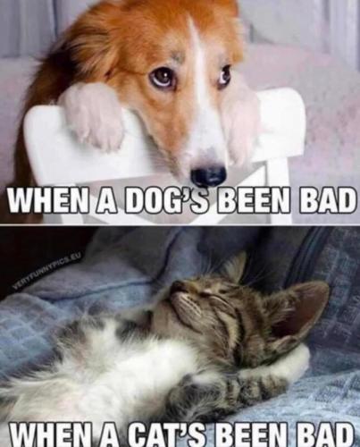 bad dog