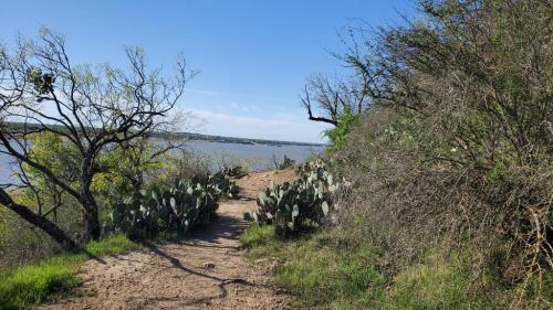 Cactus trail