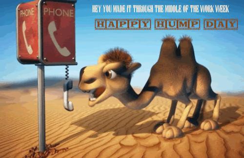 1-Hump Day