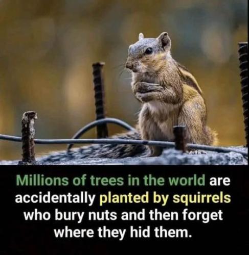 millions of trees