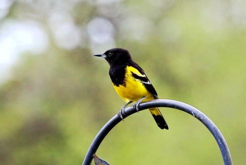 Scott’s Oriole