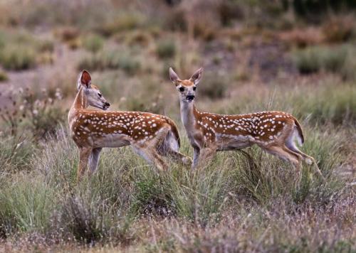 Twin fawns