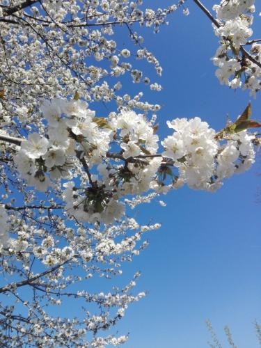 -6042730892406928205_121