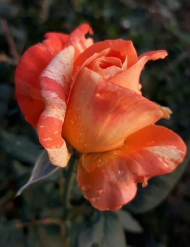 img-0f756d81