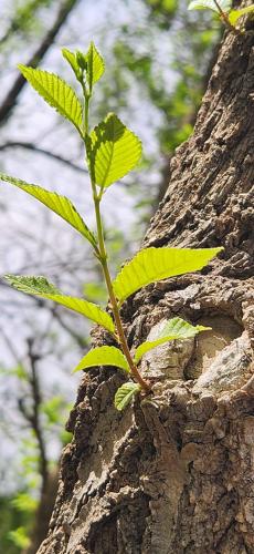 17:52:29 GMT-0500 (CDT)