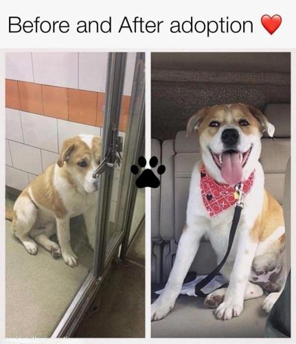 before-and-after-adoption