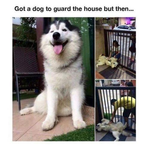 got-dog-guard-house-but-then