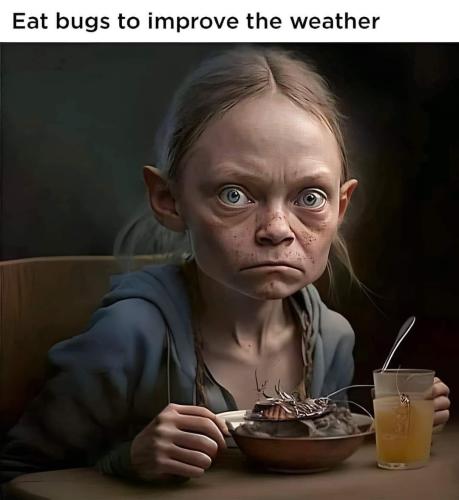 eat bugs