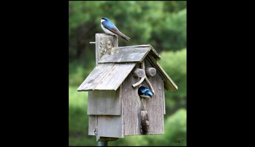 TREE-SWALLOWS-1