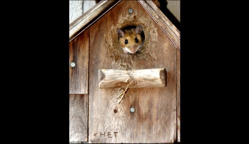 MOUSE HOUSE-1