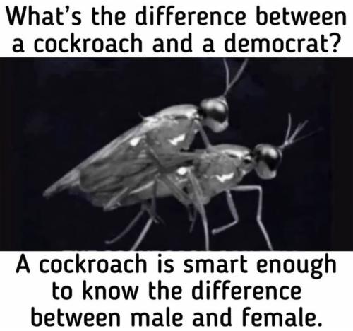cockroach