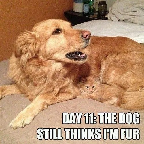 cat-dog-meme-20