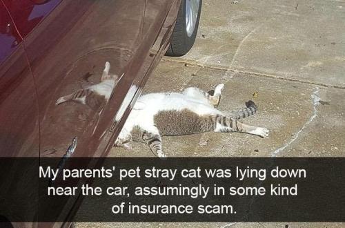 my-parents-pet-stray-cat-lying-down-near-car-assumingly-some-kind-insurance-scam