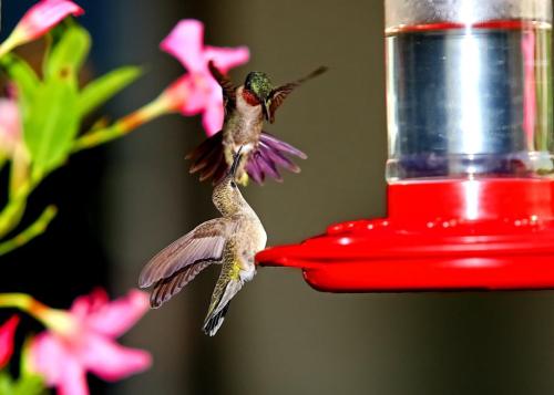 Battle at the feeder