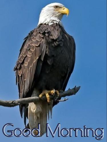 morning eagle 7