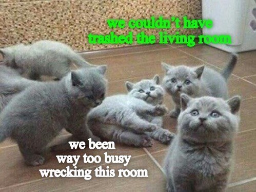 cat-gidnk-have-been-way-too-busy-wrecking-this-room