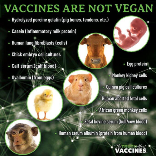 Vaccines are not vegan